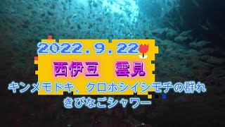 2022年9月 西伊豆 雲見ダイビング キンメモドキ クロホシイシモチ きびなご等々…、めちゃ群れ群れな大満足ダイビング♡