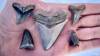 MEGALODON and CROCODILES! | Collecting Fossil Teeth