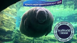 Manatee Rehabilitation Area \u0026 SeaWorld Rescue 4k Tour : Seaworld Orlando