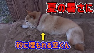 それは夏の暑い日のことでした➡柴犬の空くん砂に埋もれて涼しい　The Shiba Inu is hot and buries itself in the sand.