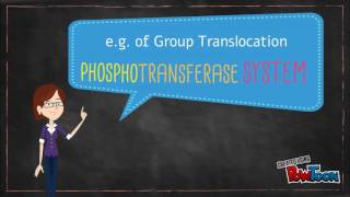 Group Translocation: The Phosphotransferase System