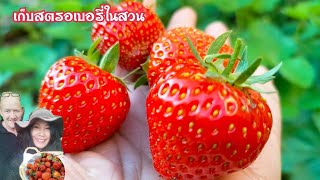 เก็บสตรอเบอรี่ในสวน แดงหวานฉ่ำ🍓🍓#ชีวิตในเยอรมนี