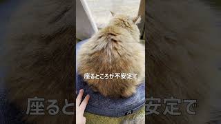 猫の体幹すご！バランスクッションで寝るサイベリアン #shorts #体幹  #サイベリアン