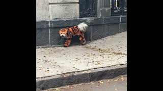 🐯“Se vende tigre domesticado. Solo para conocedores”.