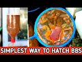 HOW TO HATCH BRINE SHRIMP EGGS EASY STEPS || HOW TO HATCH ARTEMIA CYST || HOW TO HATCH BBS