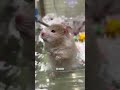 cute hamster 不回消息的就叫鼠鼠揍你 金絲熊 倉鼠 萌寵出道計劃 可愛到爆炸 養鼠日常分享19