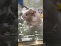 cute hamster 不回消息的就叫鼠鼠揍你 金絲熊 倉鼠 萌寵出道計劃 可愛到爆炸 養鼠日常分享19