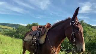 “Trabalhando com o Burrão Casca  de Bala”