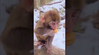 monkey baby 😍 #short #shorts #shortvideo #shortsvideo #monkey