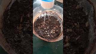 #Shorts | Mayil Manikkam seed germination | Cypress vine