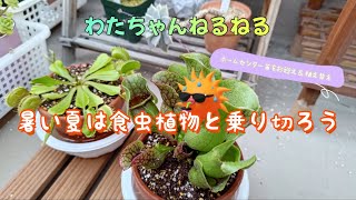 【ハエトリソウ】暑すぎるから食虫植物をお迎えしようか【サラセニア】