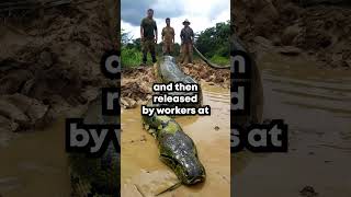 Here are three of the largest snakes ever caught by humans, based on reported sizes and captures