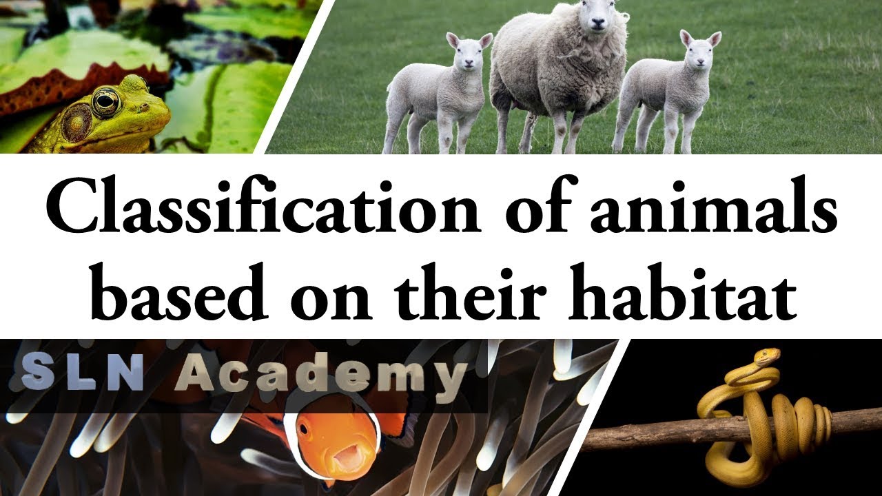 Classification Of Animals Based On Their Habitat - Aquatic, Terrestrial ...