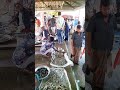 রাজাপুর সকাল বেলার মাছের বাজার explore viral reels হাট মাছ বাজার fish