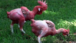 পৃথিবীর সবচেয়ে অদ্ভুত ১৫ প্রজাতির মুরগী! 15 Unique Chicken Breeds! |১০ Solutions