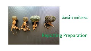 Cactus Root Cutting แต่งรากกระบองเพชร