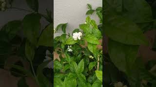 beautiful Jasmine flowers in my garden #అందమైన గుండు మల్లె పువ్వులు# viral# short video #viral video