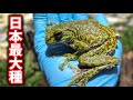 日本最大種の樹上棲のカエル、モリアオガエルを飼い始めました