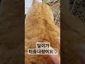 @고양이일상 달이별이♡