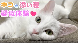 ネコと添い寝疑似体験できる動画！