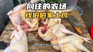 花1万豆给粉丝送土鸡吃，这次去买了六只土鸡，大家看正宗么！