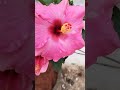 pink hibiscus trending shortvideo shorts youtube youtubeshorts short subscribe viralvideo i