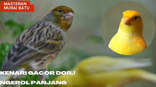 Masteran kenari suara jernih,cocok untuk mancing suara burung‼️