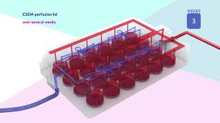 YOU-ON-CHIP TM platform: Automated perfusion