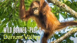 Wild Borneo | Danum Valley | Birds and Wildlife of Borneo Rainforest Lodge | Malaysia 2024