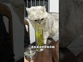 猫咪坚决不能喝的5种水，小心能把猫命要。5 types of water that cats must not drink as it may kill them