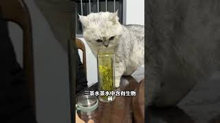 猫咪坚决不能喝的5种水，小心能把猫命要。5 types of water that cats must not drink, as it may kill them