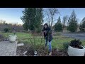 how to prune rose bushes for spring step by step zone 8