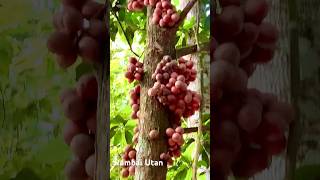 Rambai Utan #fruits  #rambai  #buah  #nature   #lovelife  #hiking  #shortvideo