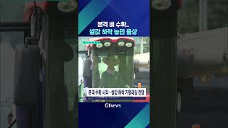 [G1뉴스] 본격 벼 수확..쌀값 하락 농민 울상