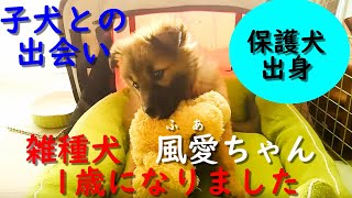 保護犬出身の雑種犬　風愛ちゃん1歳になりました