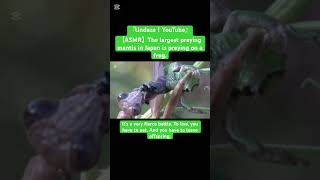 【ASMR】The largest praying mantis in Japan is preying on a frog. #love #mukbang #insects #eating #yt