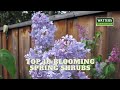 🪴 Top 10 Blooming Shrubs of Spring 🪴