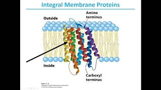 MBS Lehninger Chapter 11 Membranes