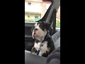 old english bulldog 4 months old . so cute