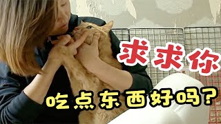 这小橘猫绝了！过度思念前主人患上抑郁症，不吃不喝3个月体重从14斤掉到6斤