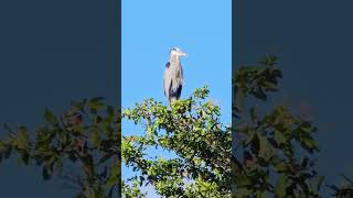 Great blue heron perched on a tree next to an invasive iguana at Everglades Holiday Park