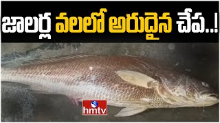 జాలర్ల వలలో అరుదైన చేప..! | Rare Fish in East Godavari District Fishermen's Net | hmtv