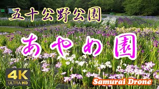 五十公野公園のあやめ園　日本四大あやめ園の一つ　約３００品種６０万本のアヤメ　新潟県新発田市五十公野公園　【ドローン空撮 ４Ｋ絶景映像】　２０２３年０６月