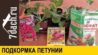 🌺 Подкормка ПЕТУНИИ для пышного цветения - 7 дач