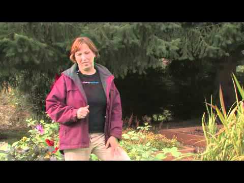 How to Repel Stink Bugs Off of Tomato Plants How to Repel Stink Bugs Off of Tomato Plants