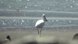 野鳥撮影・ クロツラヘラサギ　Black-faced spoonbill