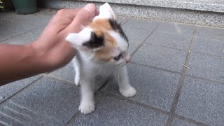 廃墟の保護猫ですが遊んでるからほんと邪魔しないで・・