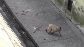 Baby monkey to bend backward to smell feet. | Funny Animal 2016