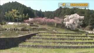 Popular 又兵衛桜 \u0026 Cherry blossom videos