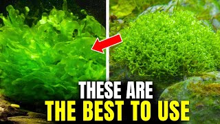 The Best Plants to Attach to Driftwood (And How to Do It)